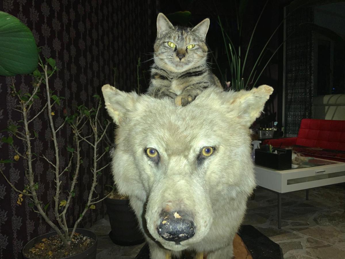 Kakureyado Fujikawaguchiko Bed & Breakfast Dış mekan fotoğraf