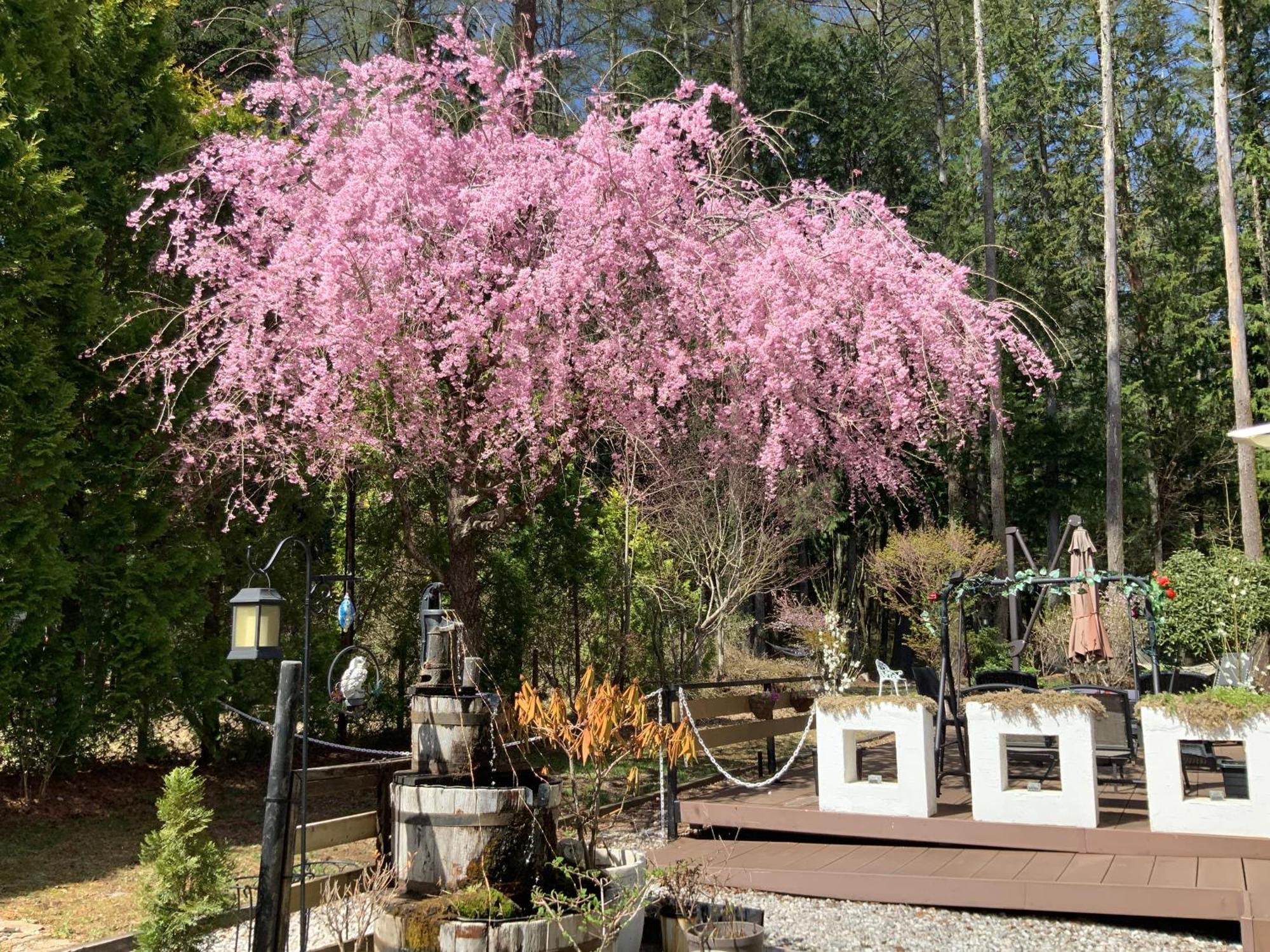 Kakureyado Fujikawaguchiko Bed & Breakfast Dış mekan fotoğraf